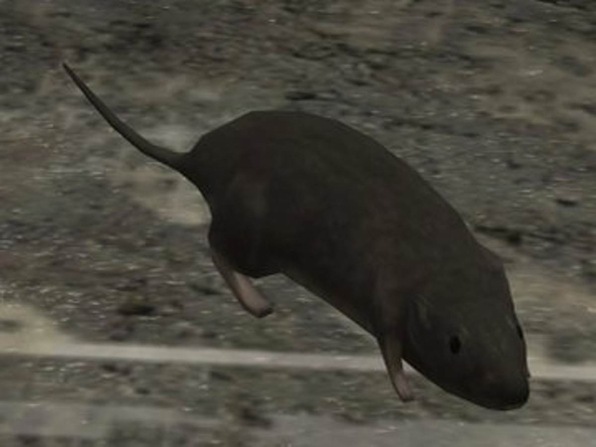 Halo 3 Rat